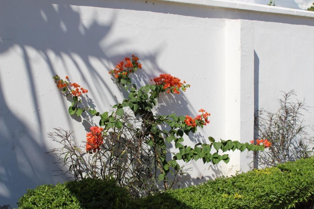 IDC Guest House Bagamoyo Extérieur photo